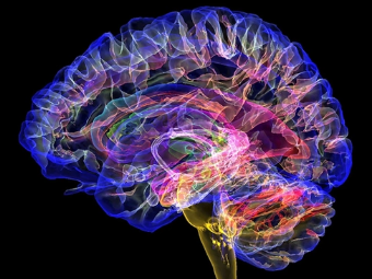 欧洲美b大b骚性大脑植入物有助于严重头部损伤恢复